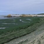 Смертоносный ковёр: как водоросли угрожают жизни на побережье Франции